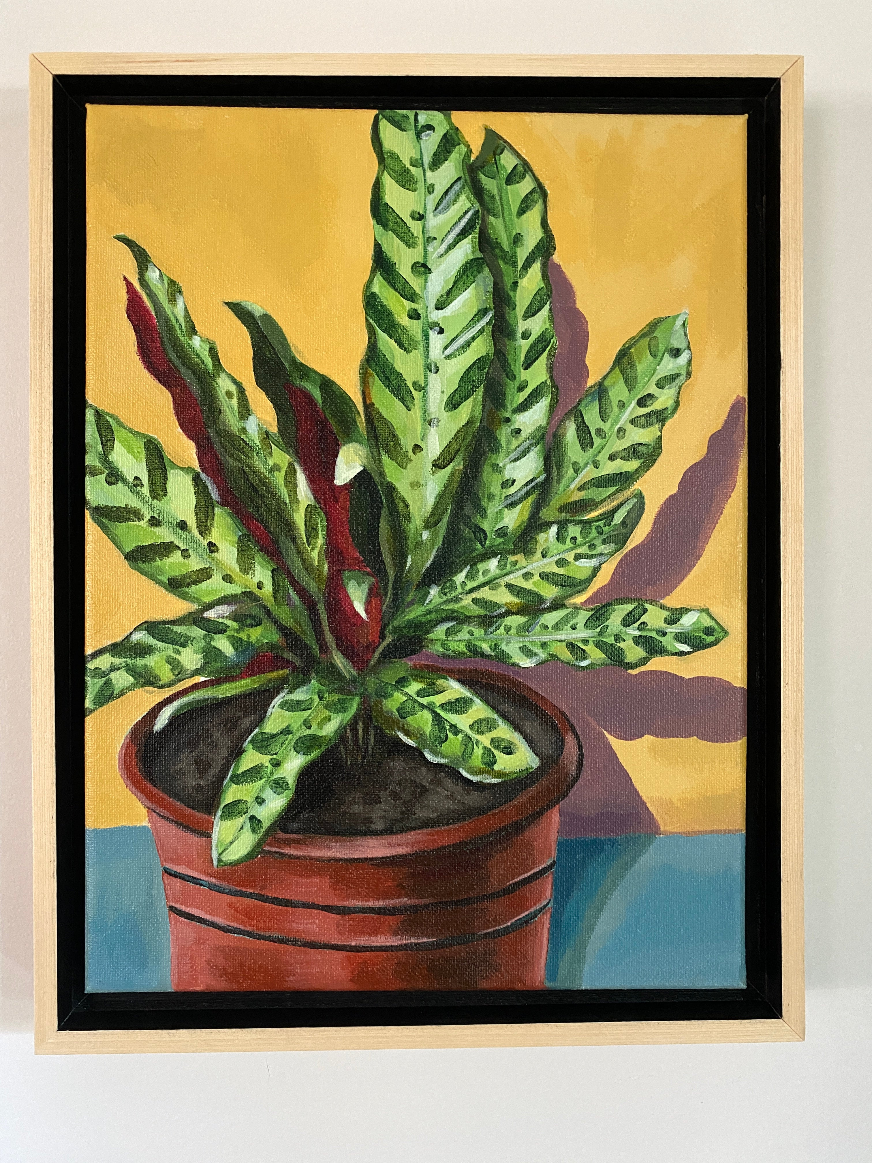 Rattlesnake Plant